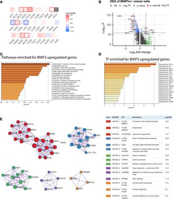 BNIP3 Upregulation Characterizes Cancer Cell Subpopulation With Increased Fitness and Proliferation